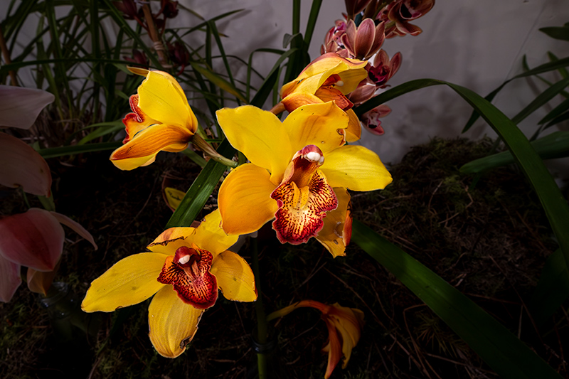 Exposició de flors i orquídies