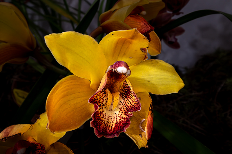 Exposició de flors i orquídies