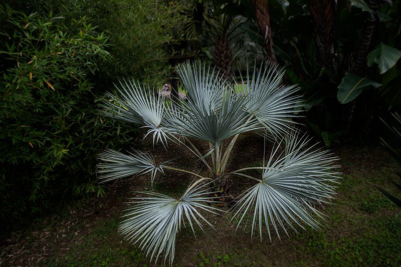 Un altre jardí