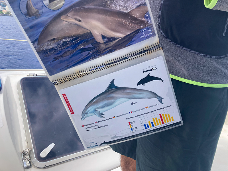 Informació delfí