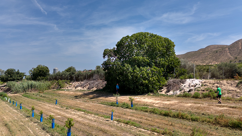 Pera llimunera (Pyrus communis)