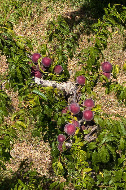 Préssecs d'aigua (Prunus persica).13d13