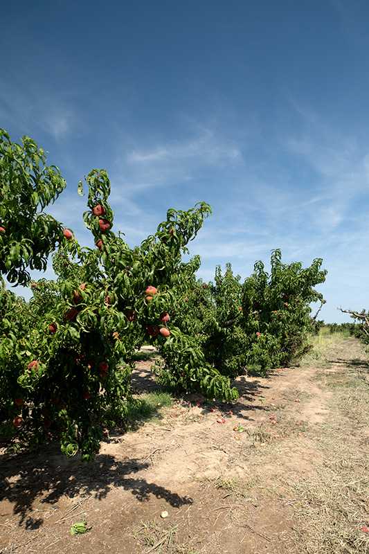 Préssec pla. (Prunus persica var.)