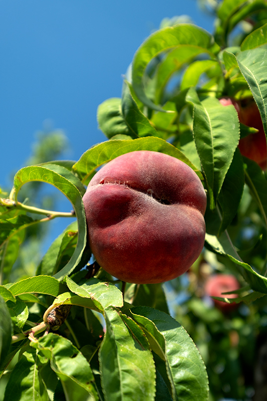 Préssec pla. (Prunus persica var.)