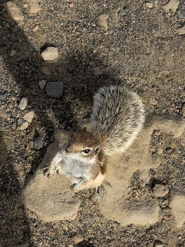 Esquirol terrestre (Xerini)