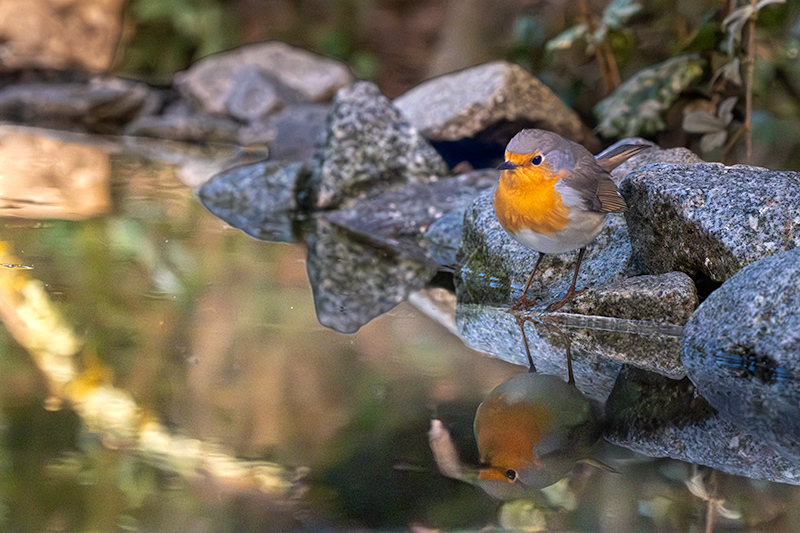 Pit roig (Erithacus rubecola)
