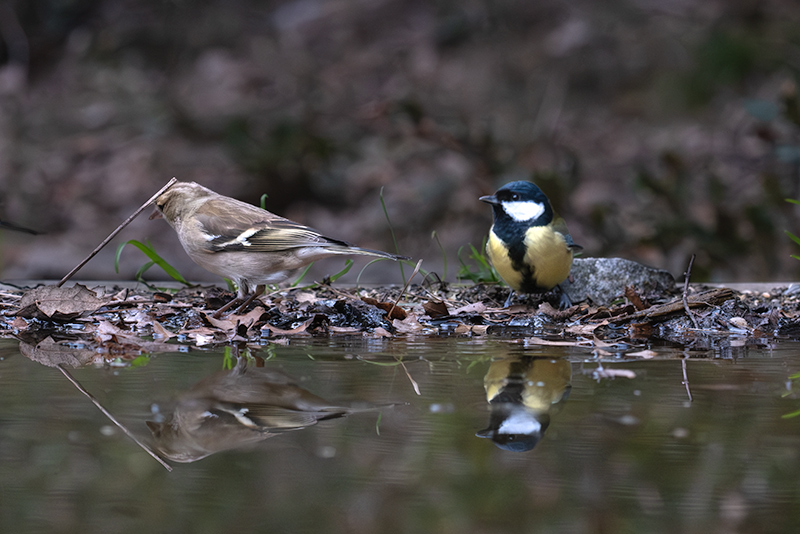 Mallarenga carbonera (Parus major) i Pinsà comú (Fringilla coelebs)