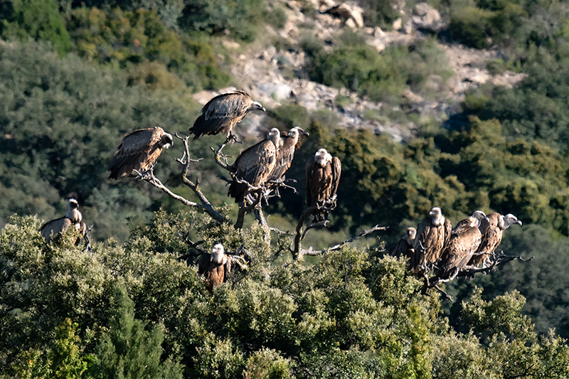 Voltor comú (Gyps fulvus)
