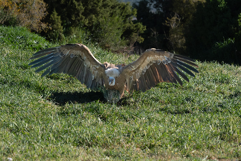 Voltor comú (Gyps fulvus)