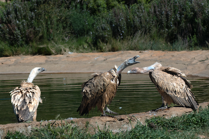 Voltor comú (Gyps fulvus)