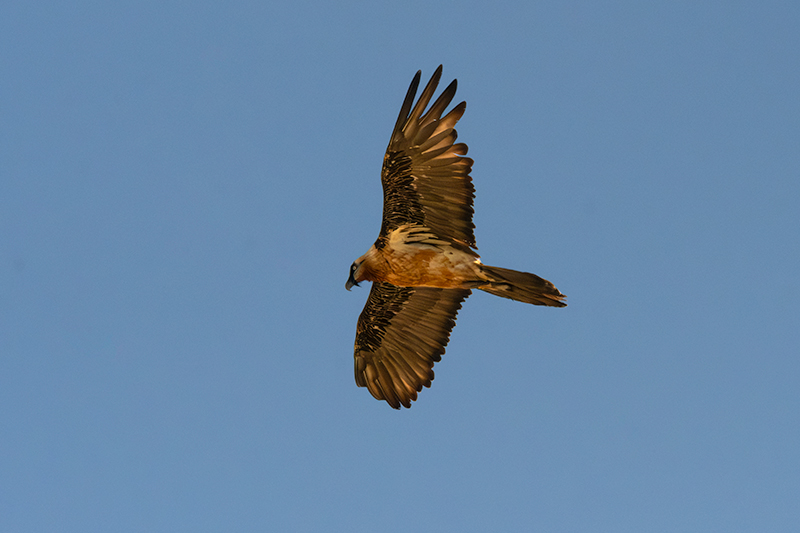 Trencalòs (Gypaetus barbatus)