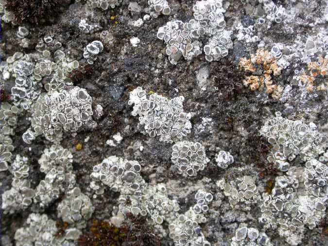 Lecanora albescens (Hoffm.) Branth & Rostr.