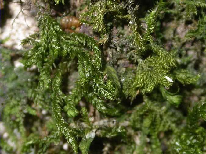 Agonimia octospora Coppins & P. James