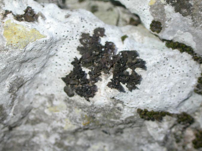 Collema cristatum (L.) F.H. Wigg