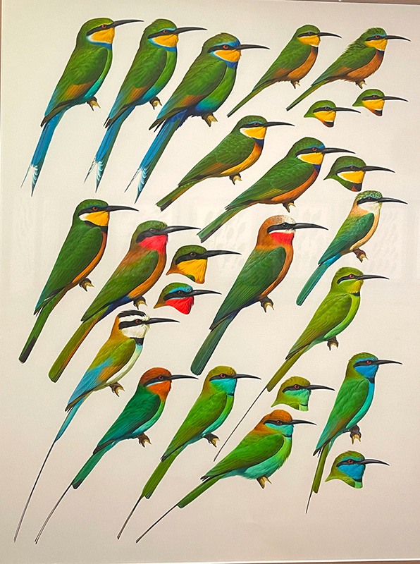 Quadres dibuixats: Abellerols (Merops apiaster)