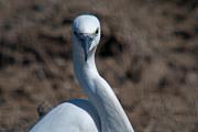 Martinet blanc ( Egretta garzetta) 2de2