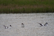 Bec d'alena  (Recurvirostra avosetta)