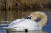 Cigne mut (Cygnus olor)