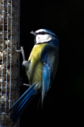 Mallerenga blava ( Parus caeruleus)