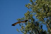 Àguila calçada (Hieraetus pennatus)