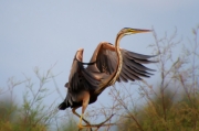 Agró roig (Ardea purpurea)