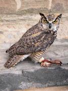 Gran duc americà, grand-duc d'Amérique, buho cornudo, great horned owl (Bubo virginianus)