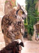 Gran duc americà, grand-duc d'Amérique,buho cornudo, great horned owl (Bubo virginianus)