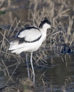 Bec d'Alena (Recurvirostra avosetta)