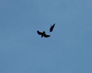 Corbs. Corvus corax