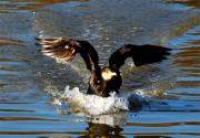 cormoran (Phalacrocorax carbo)