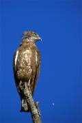 Aguila marcenca(Circaetus gallicus)