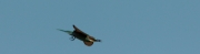 Abellerol (Merops apiaster)