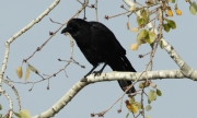 Cornella negra (Corvus corone)