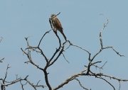 Xoriguer comú (Falco tinnunculus).