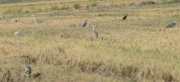 Ha començat la sega de l'arròs al delta de l'Ebre i les aus ho aprofiten per capturar insectes.