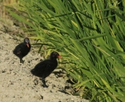 Pollets de  polla d'aigua(Gallinula chloropus) Rallidae