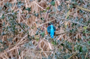 Blauet ( Alcedo atthis )