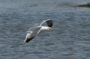 Gavià argentat (Larus michahellis)