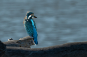 Blauet ( Alcedo atthis ) 01d05