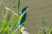 Festival Blauet ( Alcedo atthis )