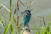 Festival Blauet ( Alcedo atthis )
