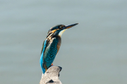 Festival Blauet ( Alcedo atthis )