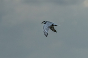 Fumarell carablanc ( Chlydonias hybridus )