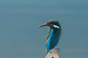 Festival Blauet ( Alcedo atthis ) 05d05