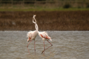 Flamenc ( Phoenicopterus ruber)