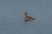 Tètol cuanegre (Limosa limosa)
