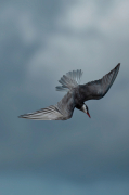 Fumarell carablanc ( Chlydonias hybridus )