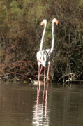 Flamenc ( Phoenicopterus ruber)
