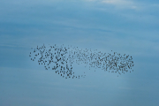 Estornell vulgar (Sturnus vulgaris)