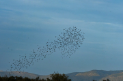 Estornell vulgar (Sturnus vulgaris)